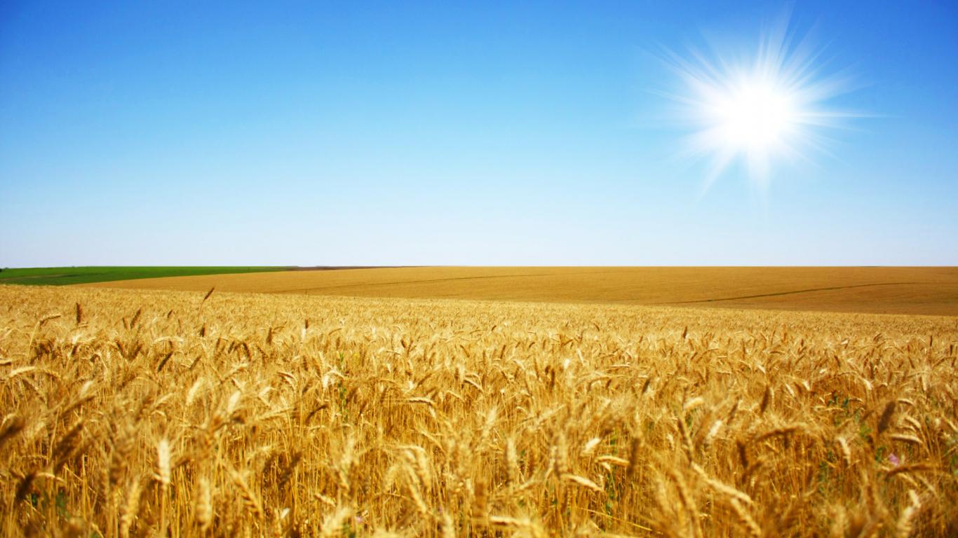 Verano, tiempo de gracia y fecundidad 1 Campo trigo
