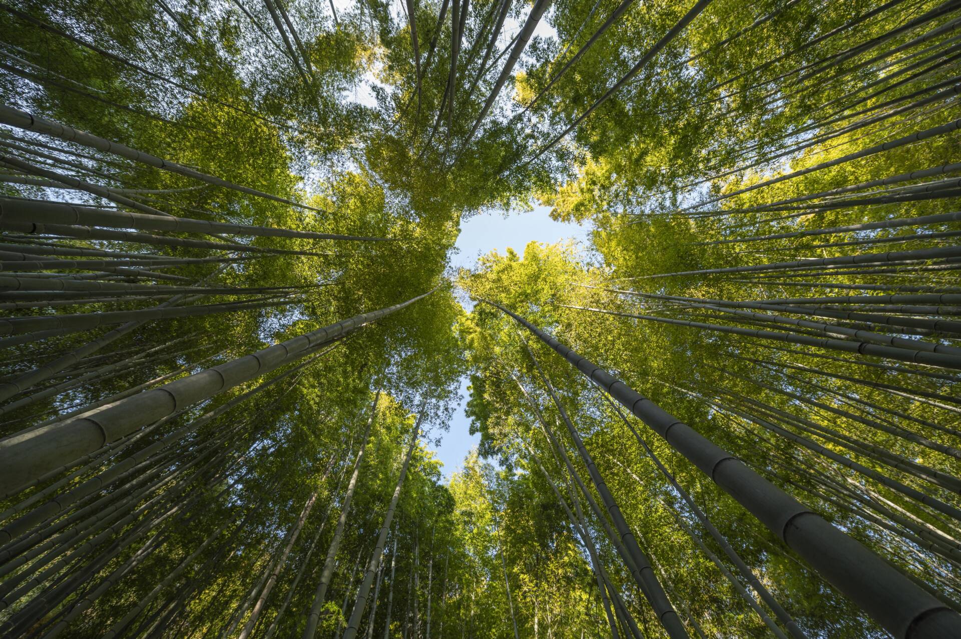 Burgos celebra la Semana 'Laudato Si′' en el décimo aniversario de la encíclica 1 Burgos celebra la Semana 'Laudato Si′' en el décimo aniversario de la encíclica