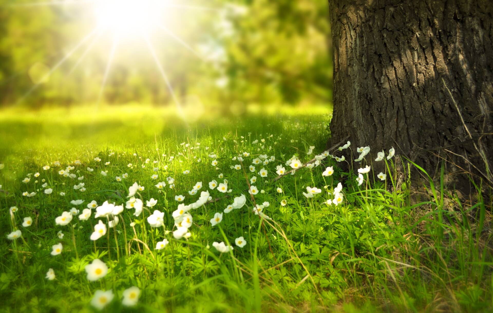 Cuidarnos para cuidar: experiencias de oración durante el verano 1 cuidarnos para cuidar experiencias de oracion