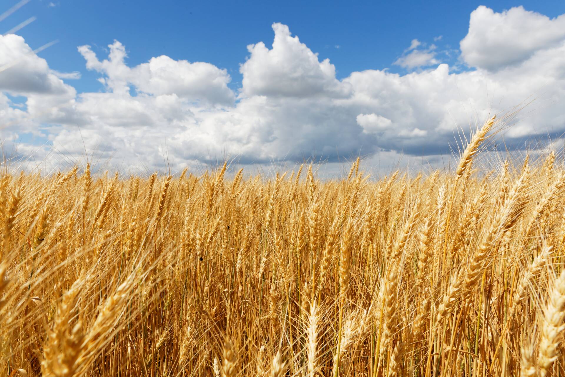 «La Pastoral Rural siembra los campos de esperanza» 1 «La Pastoral Rural siembra los campos de esperanza»