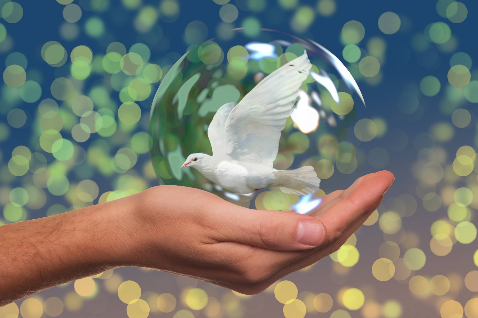 Aprender a perdonar y a perdonarse 1 peace-dove-2489589