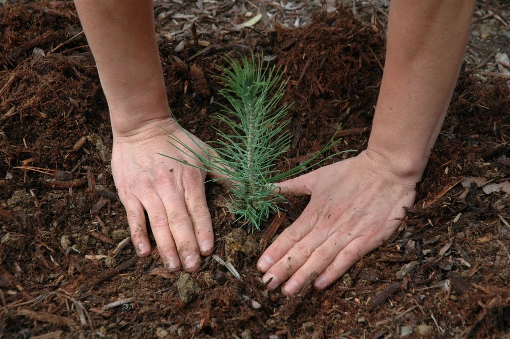 Diversos colectivos y Cáritas del Vena celebran el Día del Árbol 1 plantar arbol